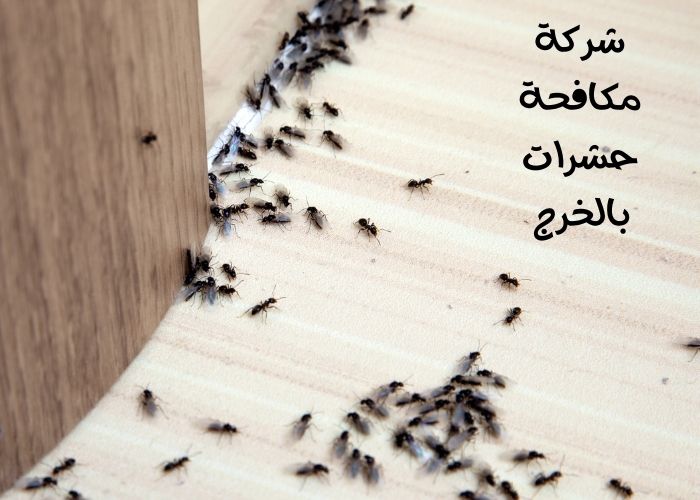 شركة مكافحة حشرات بالخرج